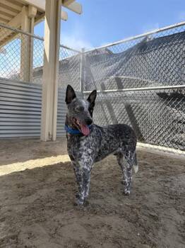 ZURG -  Australian Cattle Dog Blue Heeler Dog for Adoption in Thousand Palms, California - ZURG | PetCurious