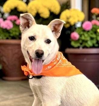 Shepherd and Cattle Dog Dogs Available for Adoption in Perry, Iowa - Noelle | PetCurious
