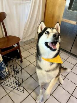 Big Boy -  Siberian Husky Dog for Adoption in Tucson, Arizona - Big Boy | PetCurious