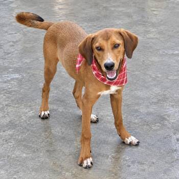 Ranch -  Mixed Breed Dog for Adoption in Parrish, Alabama - Ranch | PetCurious