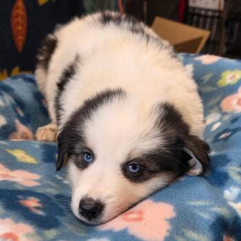 Great Pyrenees Dogs Available for Adoption in Eureka Springs, Arkansas - That | PetCurious