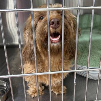 Casey Bolt -  Mixed Breed and Dachshund Dog for Adoption in Houston, Texas - Casey Bolt | PetCurious