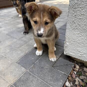 Hazel -  Cattle Dog and German Shepherd Dog Dog for Adoption in West Hollywood, California - Hazel | PetCurious