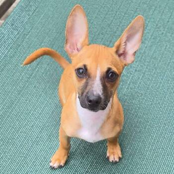Chester -  Chihuahua and Dachshund Dog for Adoption in Grand Rapids, Michigan - Chester | PetCurious