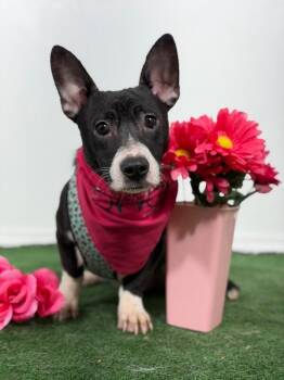 Corgi and Mixed Breed Dogs Available for Adoption in Carlsbad, California - Kirk-One Of Our Amazing Rescue Dogs | PetCurious