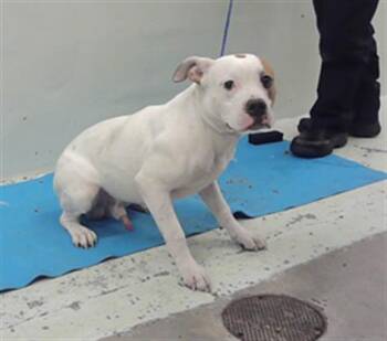 Rescue Staffordshire Bull Terrier Dogs for Adoption in Houston, Texas - SPARK | PetCurious