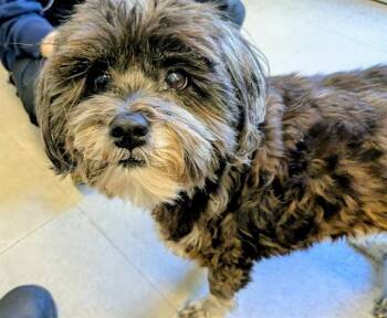Shih Tzu and Mixed Breed Dogs Available for Adoption in Kent, Washington - BLAIR | PetCurious