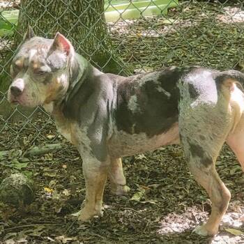 Snoop -  Terrier Dog for Adoption in Walden, New York - Snoop | PetCurious