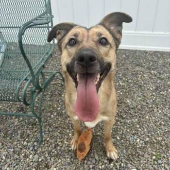 Wren -  Shepherd and Mixed Breed Dog Available for Adoption in Binghamton, New York - Wren | PetCurious