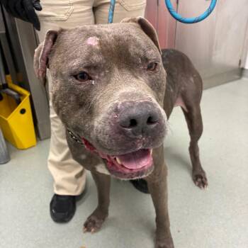 Beast -  Pit Bull Terrier Dog Available for Adoption in Abilene, Texas - Beast | PetCurious