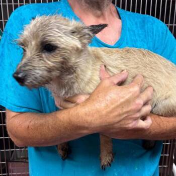 Rosie -  Terrier Dog Available for Adoption in Salisbury, Maryland - Rosie | PetCurious