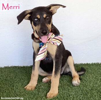 Merri -  German Shepherd Dog Dog for Adoption in San Diego, California - Merri | PetCurious