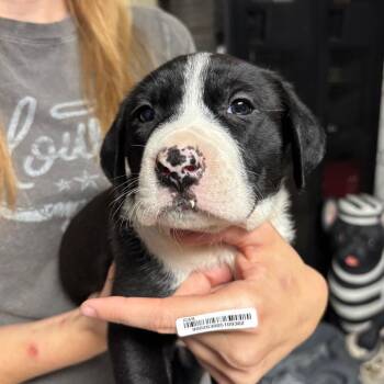 Mixed Breed Dogs Available for Adoption - Leonard Wood Fire Puppy | PetCurious