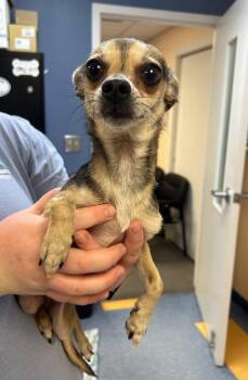 Chihuahua Dogs Available for Adoption in Elkton, Maryland - Paco | PetCurious