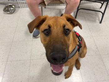 German Shepherd Dog and Mixed Breed Dogs Available for Adoption - Zaxby | PetCurious