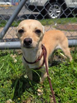 Stallion -  Chihuahua Dog for Adoption in Trenton, New Jersey - Stallion | PetCurious