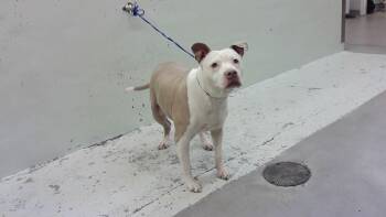 Staffordshire Bull Terrier Dogs Available for Adoption in Houston, Texas - FENNA | PetCurious