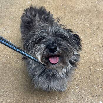 Rescue Mixed Breed Dogs for Adoption in Skokie, Illinois - Ethel | PetCurious