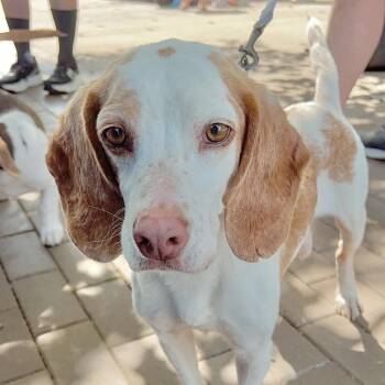 Rescue Beagle and Mixed Breed Dogs for Adoption in Yaphank, New York - Bernie | PetCurious
