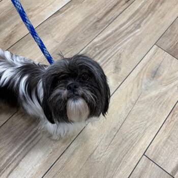 AHNJ-Stray-122548 -  Shih Tzu Dog for Adoption in Newark, New Jersey - AHNJ-Stray-122548 | PetCurious