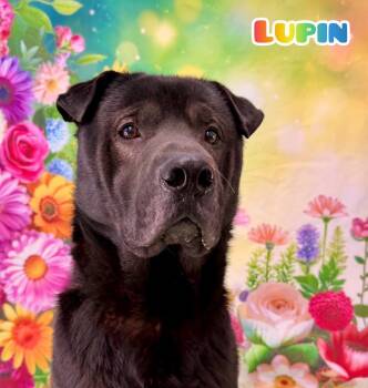 Black Labrador Retriever and Shar Pei Dogs Available for Adoption - Lupin | PetCurious