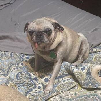 Dena -  Pug Dog for Adoption in Alvin, Texas - Dena | PetCurious