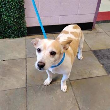 Scrappy -  Jack Russell Terrier and Mixed Breed Dog for Adoption in El Paso, Texas - Scrappy | PetCurious