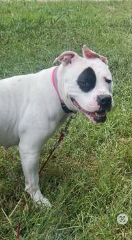 Mia -  Staffordshire Bull Terrier Dog for Adoption in Candler, North Carolina - Mia | PetCurious