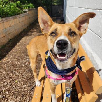 Hayzel -  Shepherd and Mixed Breed Dog for Adoption in Falls Church, Virginia - Hayzel | PetCurious