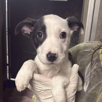 Pit Bull Terrier Dogs Available for Adoption in Los Angeles, California - Buster A2262247 | PetCurious