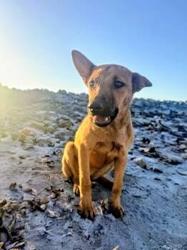 Shepherd and Mixed Breed Dogs Available for Adoption in Evergreen, Colorado - Mocha | PetCurious