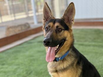 Reno -  German Shepherd Dog Dog for Adoption in San Diego, California - Reno | PetCurious