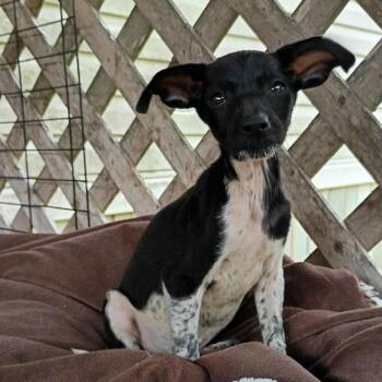 Dachshund and Rat Terrier Dogs Available for Adoption - Armani | PetCurious