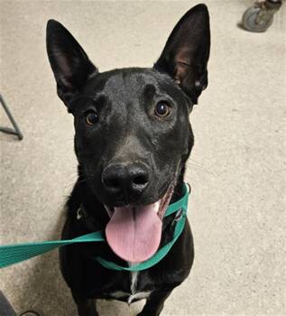 Pat -  Shepherd Dog for Adoption in Thousand Oaks, California - Pat | PetCurious