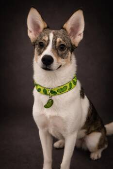 Husky and Shepherd Dogs Available for Adoption - Dilly | PetCurious