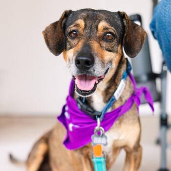 Peter -  Basset Hound and German Shepherd Dog Dog for Adoption in Austin, Texas - Peter | PetCurious