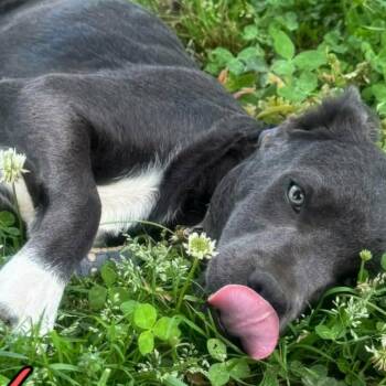 Loren -  Pit Bull Terrier Dog for Adoption - Loren | PetCurious