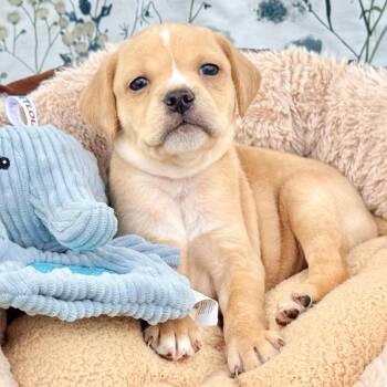 Puggle and Pug Dogs Available for Adoption in Fairfield, Connecticut - Oakley | PetCurious