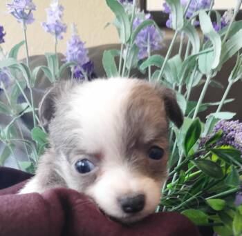 Dietes $750 -  Chihuahua Dog for Adoption in West Milwaukee, Wisconsin - Dietes $750 | PetCurious