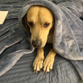 Mixed Breed Dogs Available for Adoption in Englewood, Florida - Megatron | PetCurious