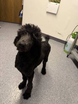Dip -  Standard Poodle Dog for Adoption in Sparta, Illinois - Dip | PetCurious