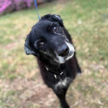 Greta -  Terrier Dog for Adoption in Dallas, Texas - Greta | PetCurious
