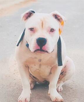 Rescue American Staffordshire Terrier Dogs for Adoption in San Antonio, Texas - STELLA | PetCurious