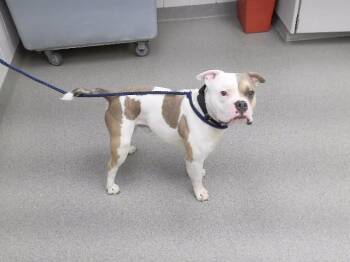 KANOBE -  English Bulldog and Mixed Breed Dog for Adoption in Omaha, Nebraska - KANOBE | PetCurious