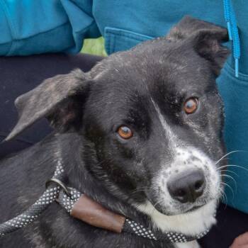 Rescue Catahoula Leopard Dog and Black Labrador Retriever Dogs for Adoption in Huntley, Illinois - Buddy | PetCurious