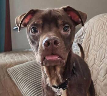 Dewey (AO34346) -  Terrier Dog for Adoption in Kansas City, Kansas - Dewey (AO34346) | PetCurious