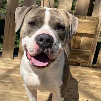 Mixed Breed Dogs Available for Adoption - Ash | PetCurious