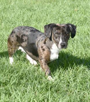 Mixed Breed Dogs Available for Adoption in Kingsland, Georgia - Chica | PetCurious