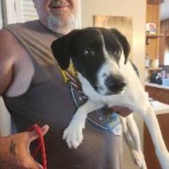 Dahlia -  Mixed Breed Dog for Adoption in Monticello, New York - Dahlia | PetCurious