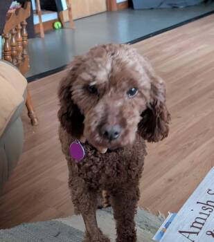 Poodle Dogs Available for Adoption - Pixie | PetCurious
